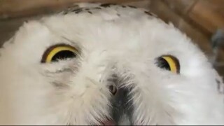 Not only dogs and cats are tame, Owls also love being petted#shorts