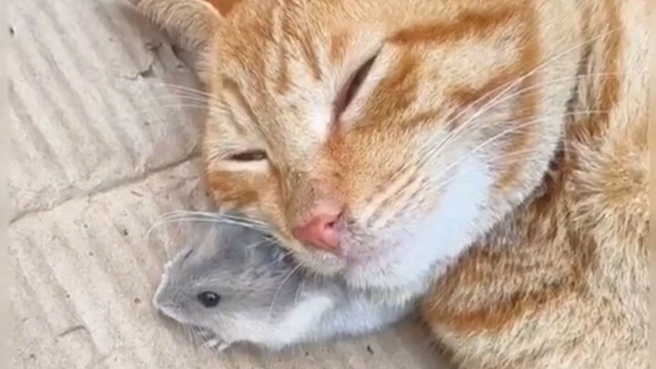 Mèo: Thông báo cho chuột nhà đi!