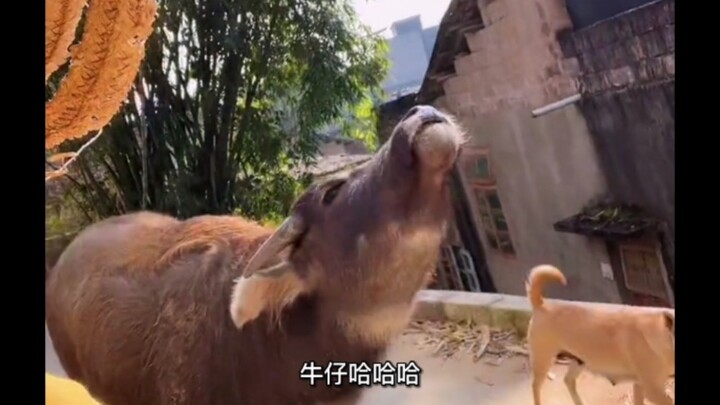 "Even a cow can act like a spoiled child..."