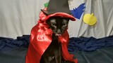 Cat Costume Idea My kookie Witch 🧹🧹🧹 Halloween cat costume