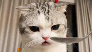 The cat was watched while using the litter box