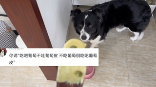 ลูกสุนัข: ฉันไม่ค่อยเข้าใจนัก แต่ฉันเคารพมัน