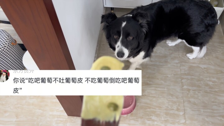 Puppy: I don’t quite understand, but I respect it.