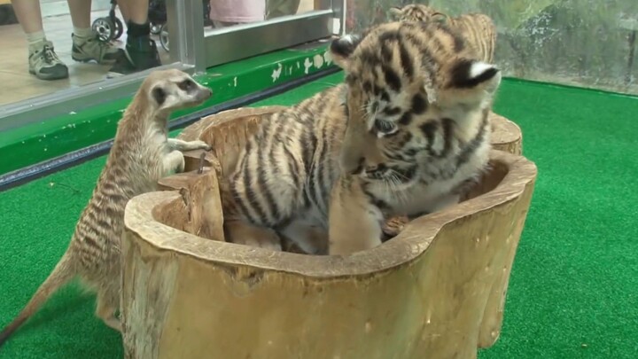 Cầy mangut bắt nạt hổ con: vừa phun nước bọt điên cuồng vào nó, lại còn lôi cả “đàn em” tới trợ giúp