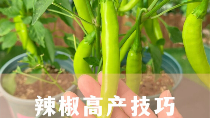 辣椒想高产，全是靠手段