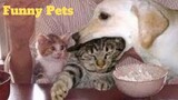 💥Ultimate Funny Pets😂🙃💥 of 2020 | Funny Animal Videos💥👌