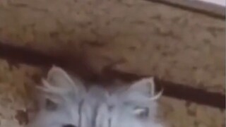 Precious footage that proves Tom and Jerry is a documentary