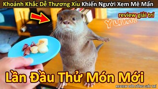 Rái Cá và cách chống nóng Độc Lạ Siêu Đáng Yêu || Review Giải Trí Đời Sống