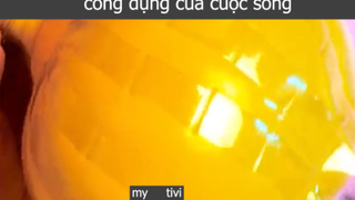 công dụng của cuộc sống p4 #mytivi