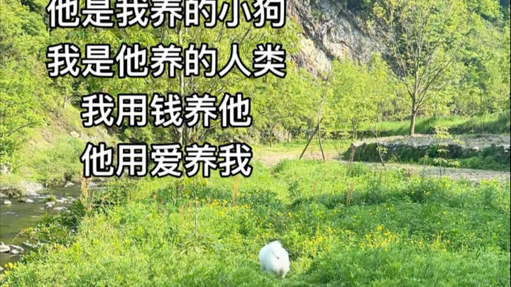 Anak anjingku harum karena terkena sinar matahari