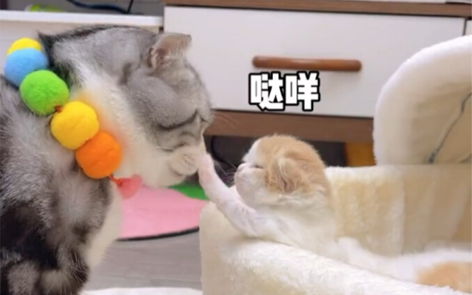 Some cats can change their expression in an instant.