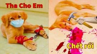 Thú Cưng TV | Cô cô và Sầu riêng #6 | Chó Golden Gâu Đần thông minh vui nhộn | Pets cute smart dog