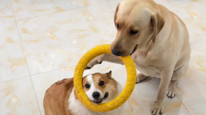 Comparison of Intelligence Between Corgis and Labradors