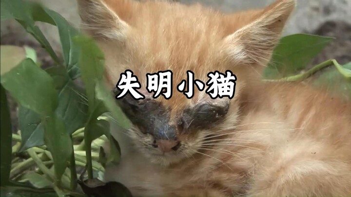 Mèo con bị mù bị cướp đi đôi mắt, mẹ hết lòng bảo vệ chu toàn