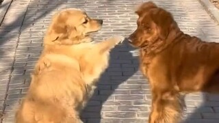 Pertemuan dua golden retriever besar, bahkan melalui layar pun terasa kebahagiaan si anak anjing!