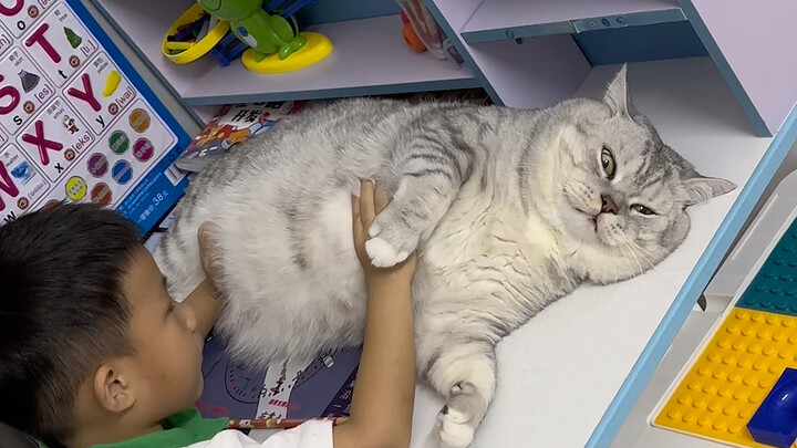 Chú mèo ngày nào cũng bám lấy cái bàn không chịu rời