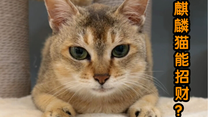Turns out the Kylin Cat really does bring good fortune! Come make a New Year’s wish!