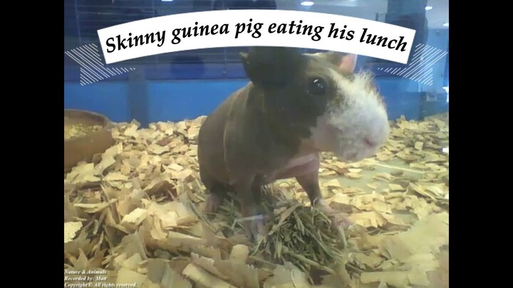 Skinny guinea pig eating his lunch, sounds yummy! [Nature & Animals]