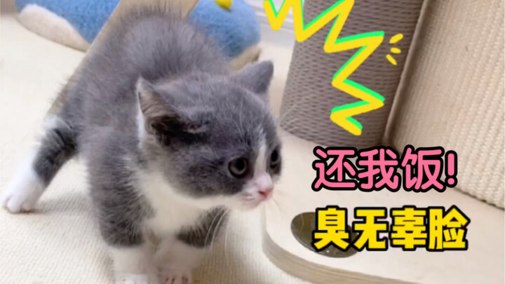 อาหารของน้องแมวน้อยถูกแม่แมวตัวใหญ่กินไป หน้ามุ่ยแบบนี้น่ารักเกินห้ามใจ!