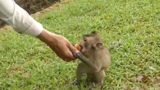 Thanks Papa Song For Feeding Food Me 😍😍😍 | Adorable Monkey Lola Very Hungry After Big Rain