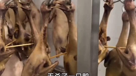 إله مؤخرة البط اللطيف، بغيض! لماذا لبطّة واحدة فقط مؤخرة واحدة؟