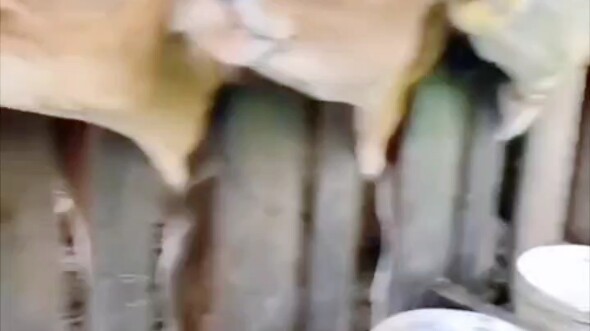 Sudah muncul fenomena penularan dari sapi ke sapi