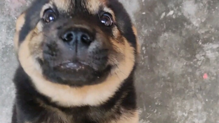 What would your puppy do if it didn’t see you all night?