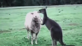 Video Shawn the Sheep itu konservatif