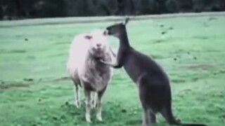 Shaun the Sheep's video is conservative