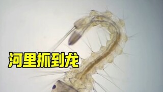 什么竟然在河里抓到龙？