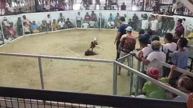 2 wins tyo wlang video ang isa