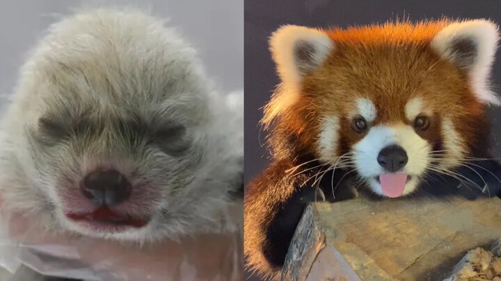 幼崽vs成年！猛兽长大前后颜值对比～长大后也太可爱啦！