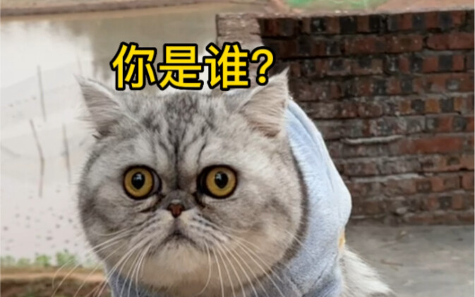 Tôi đội mũ Shamatte, trời ơi, bạn không nhận ra tôi nữa