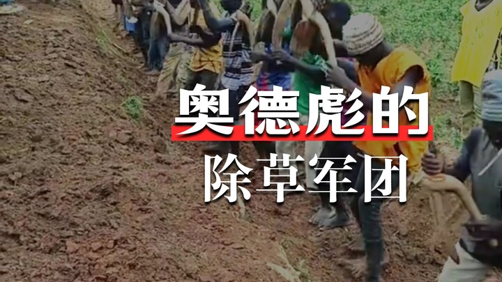 Africans collectively hoeing the land