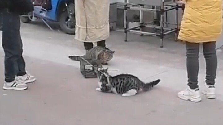 امتحان نهاية الفصل لميكيو السوق～