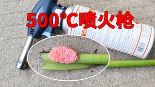 福寿螺卵与500℃喷火枪，真的炸了，弄得到处都是