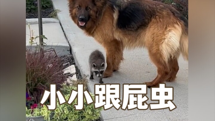 Anjing besar dan keripik renyah kecil adalah sahabat terbaik, lho