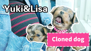 From Decision to Execution, the Birth of Cloned Dogs Vlog #24