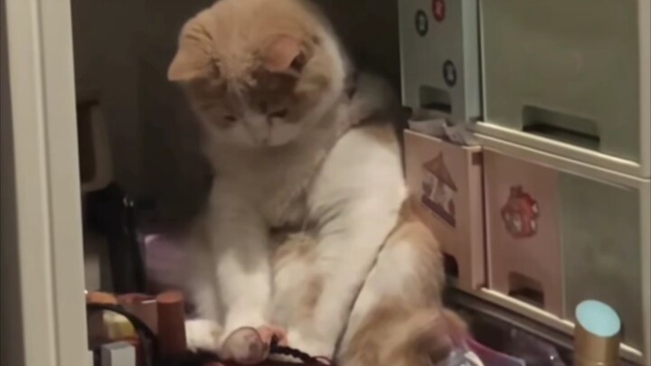 Kucing: “Aku nggak mau pergi, kalau mau pergi ya pergi sendiri aja, aku mau main yang ini!”