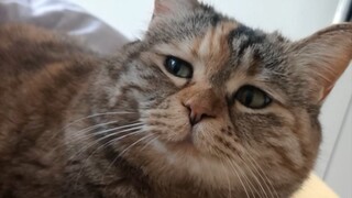 If you're a kitty, click in! I'll show you how to get mom to wake up.