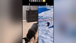 So funny🤣 fyp foryou pet pets PetsOfTikTok dog dogs dogsofttiktok