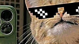 your kitty