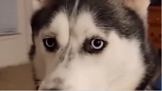 pinterest-video