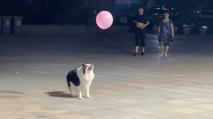 ความสุขของลูกหมาตัวหนึ่งกลายเป็นความสุขของทุกคน