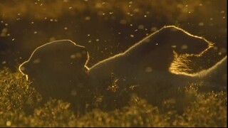 [Tập 4 - Thuyết Minh] Hành tinh băng giá 2 - Frozen Planet 2 (2022) E04