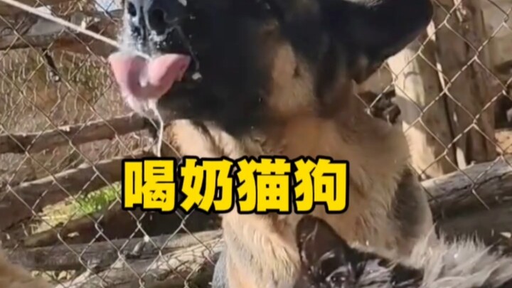 แมวและสุนัขดื่มนม