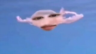 水母:你等我停下来，看我蛰不蛰你就完事了