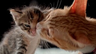 What should you do if your cat gets lost? Stray cats will tell you the answer!