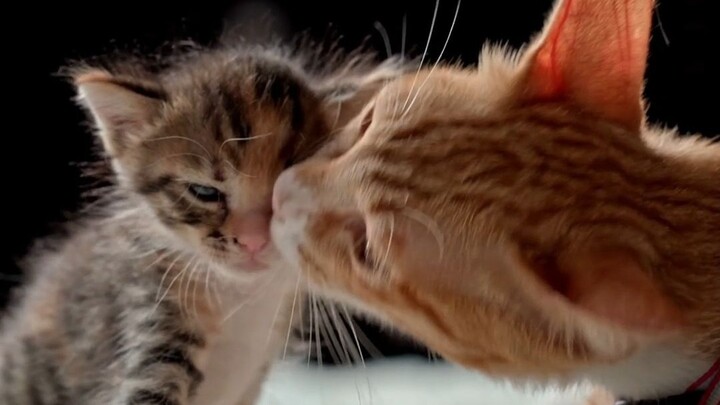 What should you do if your cat gets lost? Stray cats will tell you the answer!