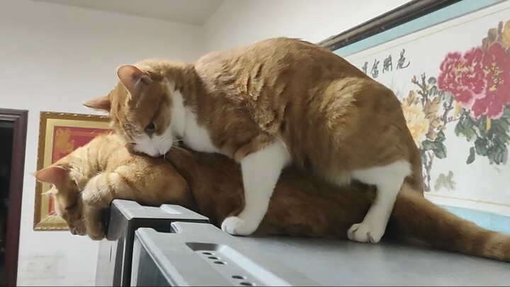 Cat: Little brother, I’m leaving tomorrow… Today… I’m begging you… Don’t freeze.